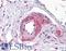 ETS Transcription Factor ERG antibody, LS-B4864, Lifespan Biosciences, Immunohistochemistry frozen image 