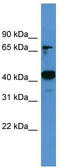 Activating Signal Cointegrator 1 Complex Subunit 1 antibody, TA345094, Origene, Western Blot image 