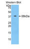 Interferon alpha-1 antibody, LS-C299738, Lifespan Biosciences, Western Blot image 