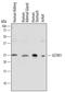 Glutathione S-transferase Mu 1 antibody, AF6894, R&D Systems, Western Blot image 
