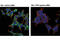 Phosphofructokinase, Platelet antibody, 12746S, Cell Signaling Technology, Immunocytochemistry image 