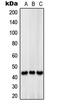 Solute Carrier Family 16 Member 13 antibody, MBS820950, MyBioSource, Western Blot image 