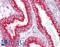 Cholinergic Receptor Nicotinic Beta 4 Subunit antibody, LS-B6472, Lifespan Biosciences, Immunohistochemistry frozen image 