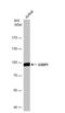 Structure Specific Recognition Protein 1 antibody, NBP1-33235, Novus Biologicals, Western Blot image 
