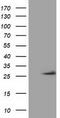 OTU Deubiquitinase, Ubiquitin Aldehyde Binding 2 antibody, TA501943, Origene, Western Blot image 