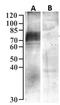 Solute Carrier Family 5 Member 1 antibody, EB09310, Everest Biotech, Western Blot image 