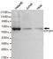 General Transcription Factor IIH Subunit 1 antibody, GTX49172, GeneTex, Western Blot image 