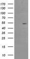 AP2M1 antibody, CF503020, Origene, Western Blot image 