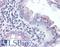Formyl Peptide Receptor 2 antibody, LS-B2911, Lifespan Biosciences, Immunohistochemistry frozen image 