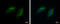 COMM Domain Containing 10 antibody, GTX121488, GeneTex, Immunofluorescence image 
