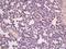 Paired Related Homeobox 1 antibody, orb314663, Biorbyt, Immunohistochemistry paraffin image 