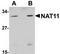 NAA40 antibody, TA306898, Origene, Western Blot image 