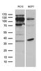 REV1 DNA Directed Polymerase antibody, LS-C792837, Lifespan Biosciences, Western Blot image 