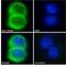 ALMS1 Centrosome And Basal Body Associated Protein antibody, GTX24306, GeneTex, Immunocytochemistry image 
