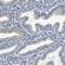 Inhibin Subunit Alpha antibody, HPA019141, Atlas Antibodies, Immunohistochemistry frozen image 