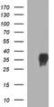 Epithelial Cell Adhesion Molecule antibody, TA506695, Origene, Western Blot image 