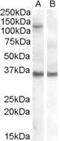 Argonaute RISC Component 1 antibody, PA5-18479, Invitrogen Antibodies, Western Blot image 