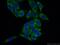 Ribosomal Protein L26 Like 1 antibody, 16487-1-AP, Proteintech Group, Immunofluorescence image 
