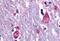 Muscarinic acetylcholine receptor M3 antibody, NB100-59004, Novus Biologicals, Immunohistochemistry paraffin image 