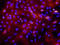 Laminin Subunit Alpha 3 antibody, MAB2144, R&D Systems, Immunocytochemistry image 