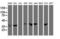 Exoribonuclease 1 antibody, NBP2-01655, Novus Biologicals, Western Blot image 