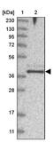 Family With Sequence Similarity 76 Member B antibody, PA5-57741, Invitrogen Antibodies, Western Blot image 