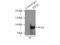 Kinesin-like protein KIF2C antibody, 12139-1-AP, Proteintech Group, Immunoprecipitation image 