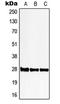 6-Phosphogluconolactonase antibody, LS-C353368, Lifespan Biosciences, Western Blot image 