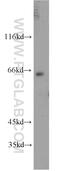 ESX Homeobox 1 antibody, 14657-1-AP, Proteintech Group, Western Blot image 