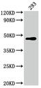Jun Proto-Oncogene, AP-1 Transcription Factor Subunit antibody, CSB-RA911286A0HU, Cusabio, Western Blot image 