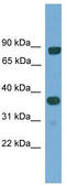 KH domain-containing, RNA-binding, signal transduction-associated protein 2 antibody, TA337873, Origene, Western Blot image 