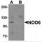 NLR Family Pyrin Domain Containing 9 antibody, MBS151163, MyBioSource, Western Blot image 