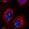 Zinc finger protein RFP antibody, HPA053408, Atlas Antibodies, Immunocytochemistry image 
