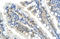 Zinc finger protein Rlf antibody, orb324772, Biorbyt, Immunohistochemistry paraffin image 