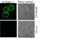 TNF Superfamily Member 13b antibody, ALX-804-128-C100, Enzo Life Sciences, Immunocytochemistry image 