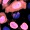 Nanos C2HC-Type Zinc Finger 1 antibody, orb75020, Biorbyt, Immunofluorescence image 