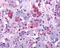 Arginine Vasopressin Receptor 1B antibody, TA317556, Origene, Immunohistochemistry frozen image 