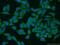 Mitochondrial Ribosomal Protein L33 antibody, 23870-1-AP, Proteintech Group, Immunofluorescence image 