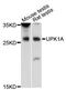 Uroplakin 1A antibody, LS-C747840, Lifespan Biosciences, Western Blot image 