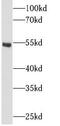 PKB beta antibody, FNab00272, FineTest, Western Blot image 