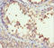 Core histone macro-H2A.1 antibody, orb40899, Biorbyt, Immunohistochemistry paraffin image 