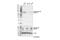 Yes Associated Protein 1 antibody, 29495S, Cell Signaling Technology, Western Blot image 