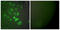 S100 Calcium Binding Protein A1 antibody, LS-B7617, Lifespan Biosciences, Immunofluorescence image 