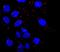 RPTOR Independent Companion Of MTOR Complex 2 antibody, A500-002A, Bethyl Labs, Immunocytochemistry image 
