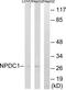 Neural Proliferation, Differentiation And Control 1 antibody, TA315618, Origene, Western Blot image 