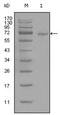 STAT3 antibody, AM06296SU-N, Origene, Western Blot image 