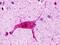 Histamine Receptor H3 antibody, NLS476, Novus Biologicals, Immunohistochemistry paraffin image 
