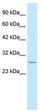 Ring Finger Protein 141 antibody, TA335559, Origene, Western Blot image 