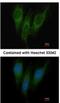 DnaJ Heat Shock Protein Family (Hsp40) Member C1 antibody, NBP1-32448, Novus Biologicals, Immunofluorescence image 