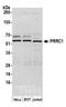 Proline Rich Coiled-Coil 1 antibody, A305-783A-M, Bethyl Labs, Western Blot image 